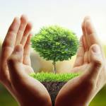 Barnes Tree and Stump Removal LLC profile picture